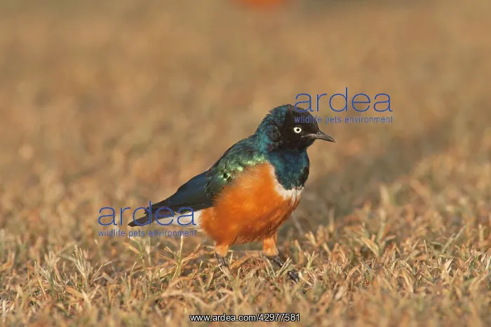 : Superb Starling : Superb Starling