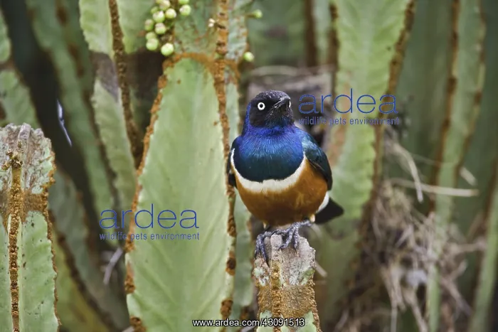 : Superb Starling : Superb Starling