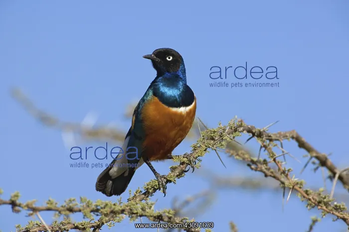 : Superb Starling : Superb Starling