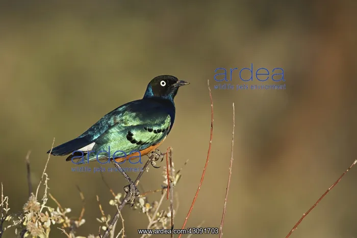  : Superb Starling