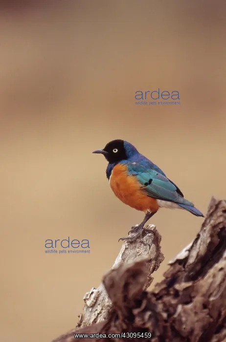 : Superb Starling : Superb Starling