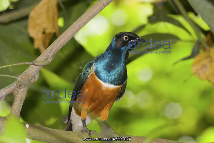 : Superb Starling : Superb Starling