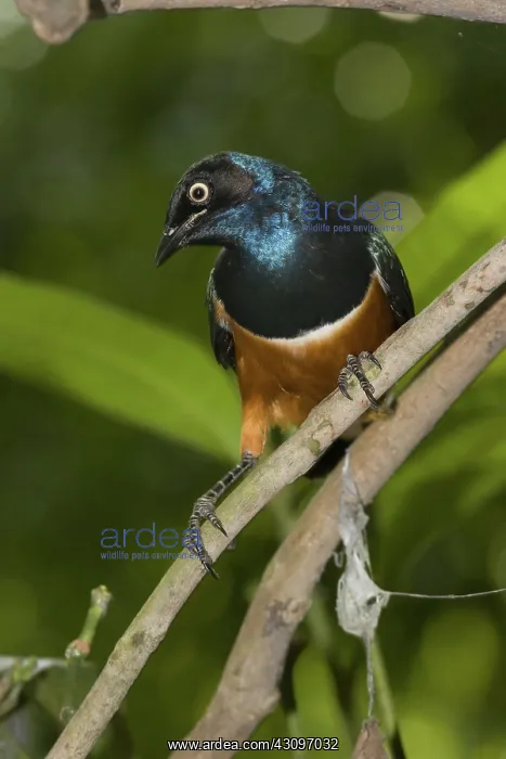 : Superb Starling : Superb Starling