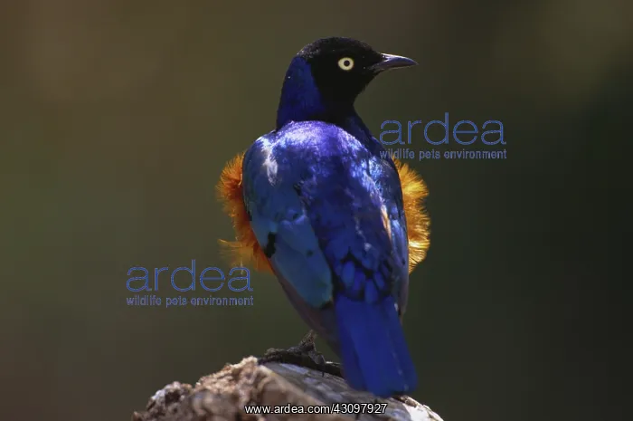  : Superb Starling
