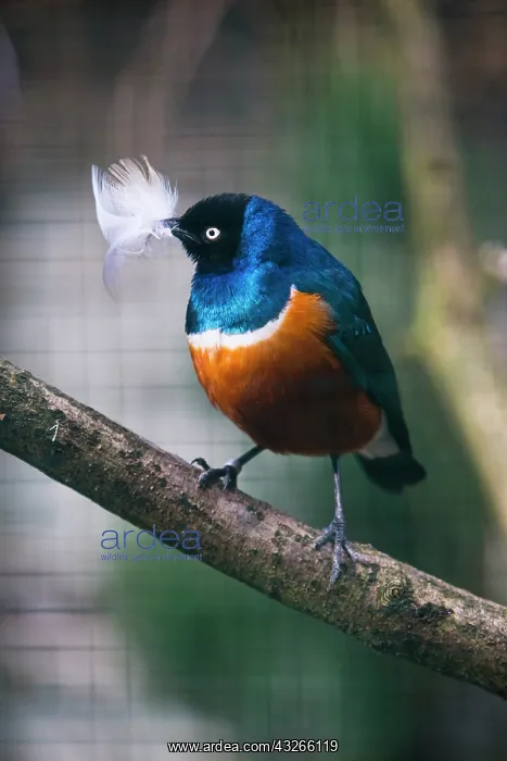 : Superb Starling, with feather in bill, captive : Superb Starling, with feather in bill, captive