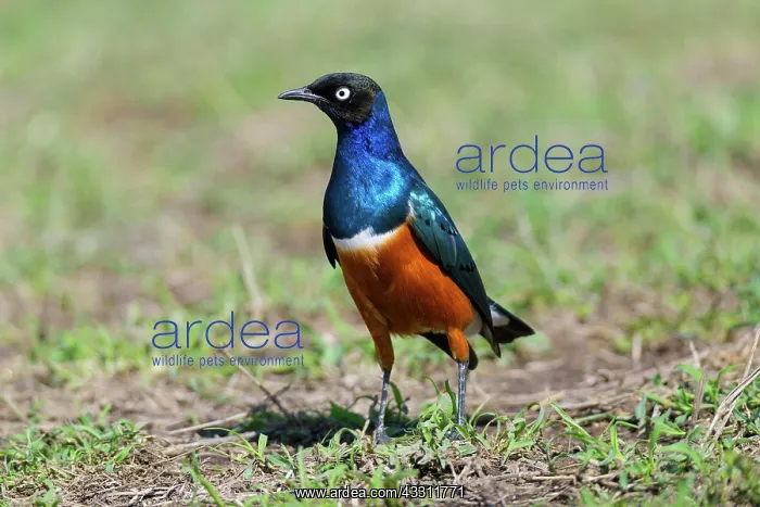 : Superb Starling (Lamprotornis superbus), Masai Mara : Superb Starling (Lamprotornis superbus), Masai Mara