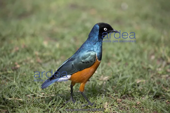 : Superb starling Lamprotornis superbus formerly Spreo : Superb starling Lamprotornis superbus formerly Spreo