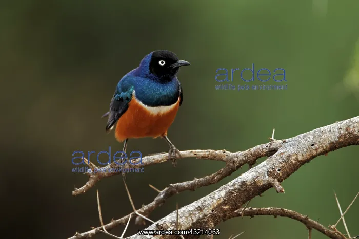 : Superb Starling, Samburu National Game Reserve : Superb Starling, Samburu National Game Reserve