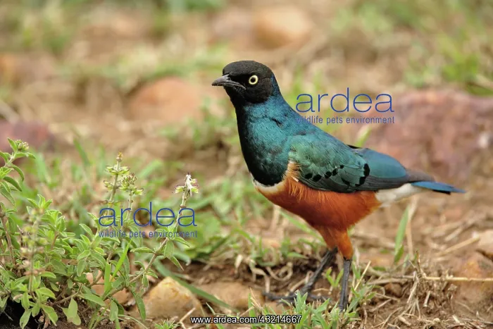 : Superb Starling, Spreo superbus, Serengeti : Superb Starling, Spreo superbus, Serengeti