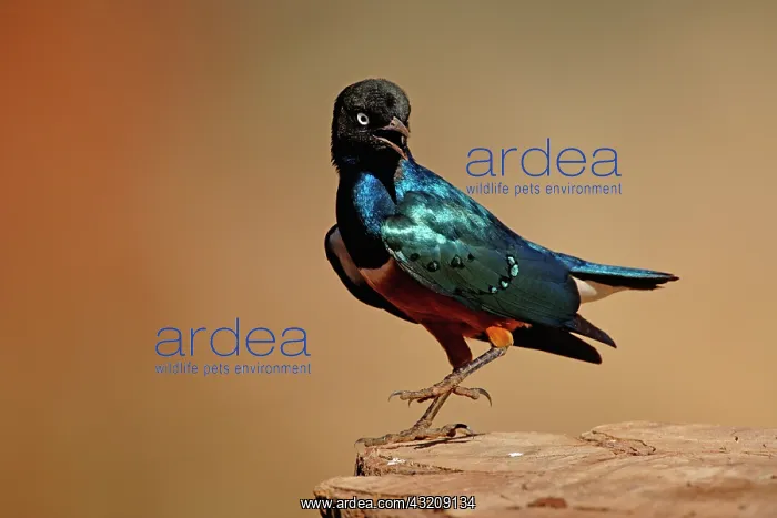 : Superb Starling, Spreo superbus, Tarangire : Superb Starling, Spreo superbus, Tarangire