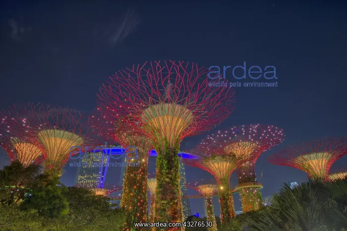 : Supertrees Lit after Dark Marina Bay Gardens Singapore : Supertrees Lit after Dark Marina Bay Gardens Singapore