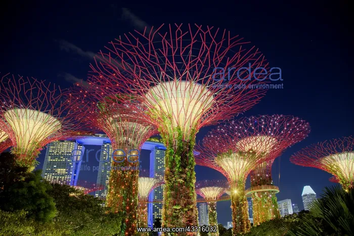 : Supertrees Lit at Night Marina Bay Gardens Singapore : Supertrees Lit at Night Marina Bay Gardens Singapore