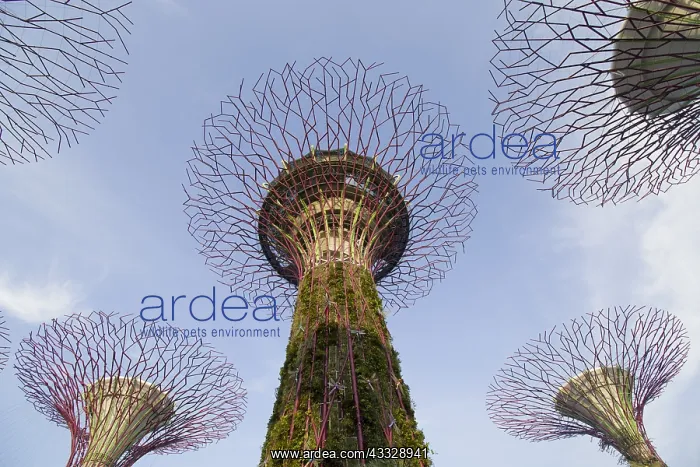 : Supertrees Marina Bay Gardens Singapore TV000431 : Supertrees Marina Bay Gardens Singapore TV000431