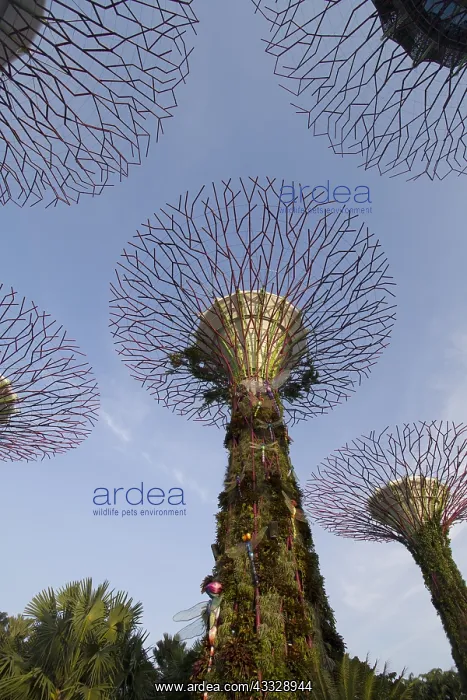 : Supertrees Marina Bay Gardens Singapore TV000437 : Supertrees Marina Bay Gardens Singapore TV000437