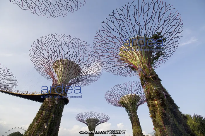 : Supertrees Marina Bay Gardens Singapore TV000438 : Supertrees Marina Bay Gardens Singapore TV000438