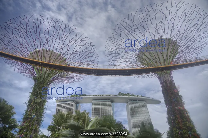 : Supertrees Marina Bay Gardens Singapore TV000442 : Supertrees Marina Bay Gardens Singapore TV000442