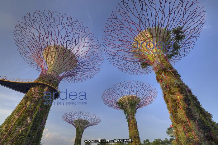 : Supertrees Marina Bay Gardens Singapore TV000514 : Supertrees Marina Bay Gardens Singapore TV000514