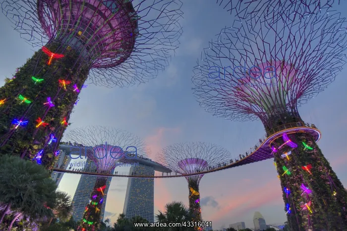 : Supertrees Marina Bay Gardens Singapore TV000534 : Supertrees Marina Bay Gardens Singapore TV000534