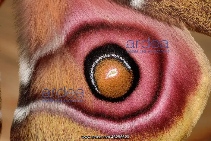 : Suraka Silk Moth (Antherina suraka), close-up of : Suraka Silk Moth (Antherina suraka), close-up of