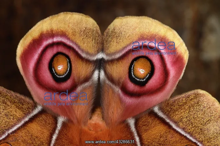 : Suraka Silk Moth (Antherina suraka), close-up of : Suraka Silk Moth (Antherina suraka), close-up of