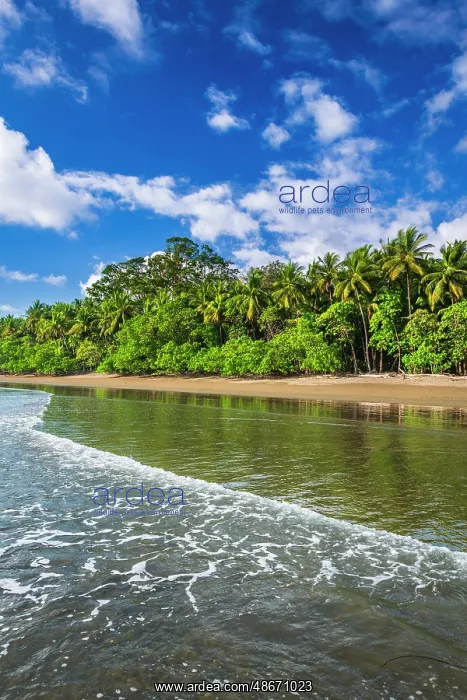 : Surf and coconut palms at Playa Matapalo, Puntarenas : Surf and coconut palms at Playa Matapalo, Puntarenas