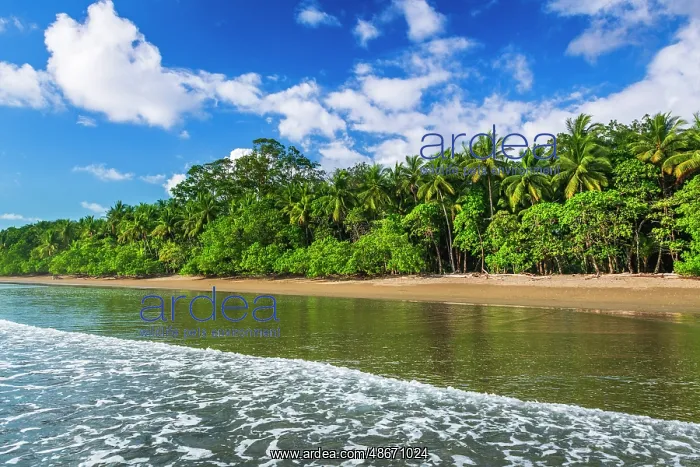  : Surf and coconut palms at Playa Matapalo, Puntarenas