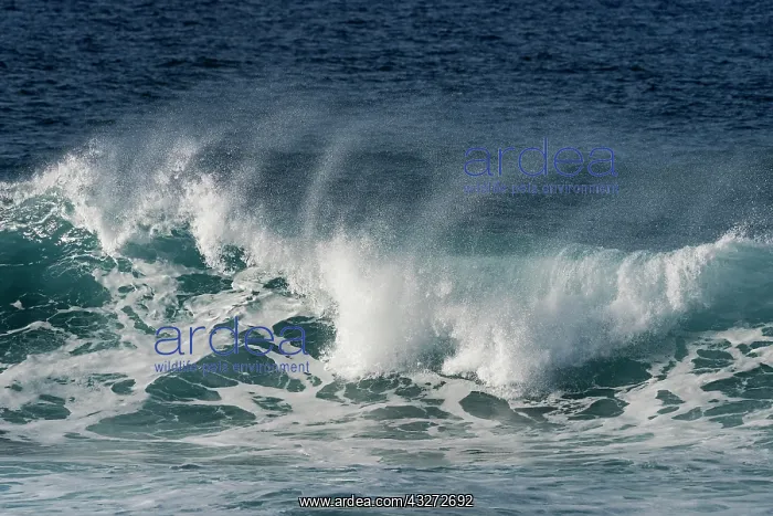 : Surf in the Pacific Ocean, Easter Island, Valparaiso : Surf in the Pacific Ocean, Easter Island, Valparaiso
