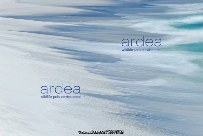 : Surf pattern washing up on white sandy beach, Espanola : Surf pattern washing up on white sandy beach, Espanola
