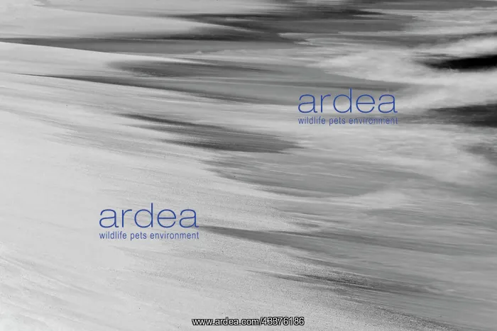 : Surf pattern washing up on white sandy beach, Espanola : Surf pattern washing up on white sandy beach, Espanola