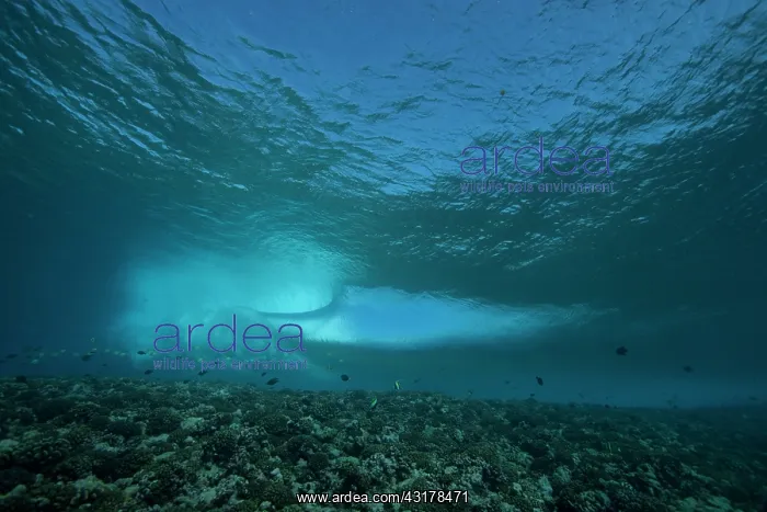 : Surf on the reef at the entrance to Tiputa pass : Surf on the reef at the entrance to Tiputa pass