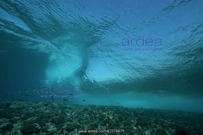 : Surf on the reef at the entrance to Tiputa pass : Surf on the reef at the entrance to Tiputa pass