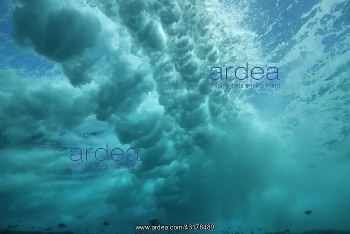 : Surf on the reef at the entrance to Tiputa pass : Surf on the reef at the entrance to Tiputa pass