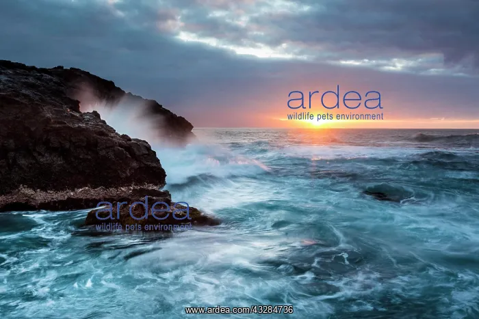 : Surf, rocky coast with foaming waves at sunset : Surf, rocky coast with foaming waves at sunset