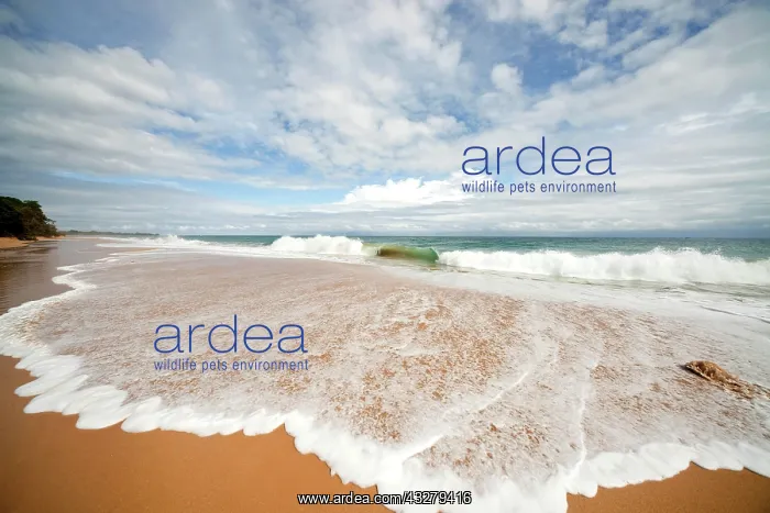 : Surf on the sandy beach of Bluff Beach on the island : Surf on the sandy beach of Bluff Beach on the island