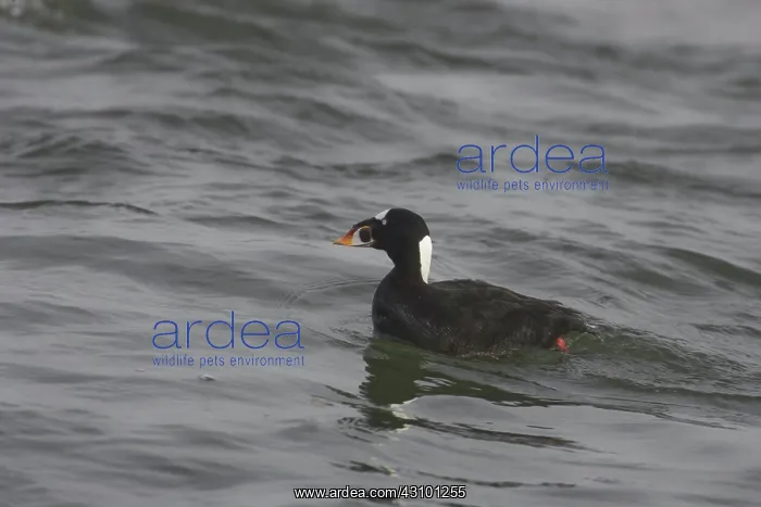  : Surf Scoter