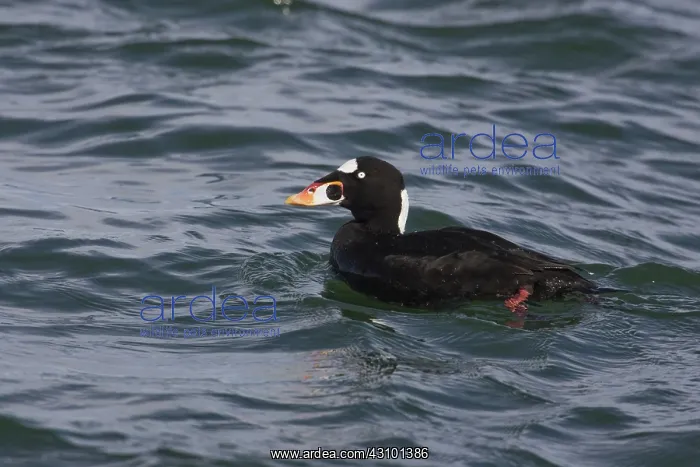 : Surf Scoter : Surf Scoter