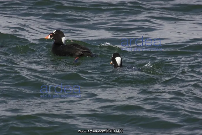 : Surf Scoter : Surf Scoter