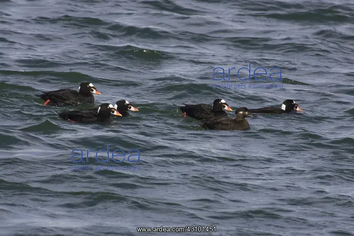 : Surf Scoter : Surf Scoter
