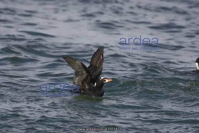  : Surf Scoter