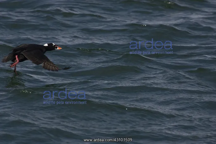 : Surf Scoter : Surf Scoter