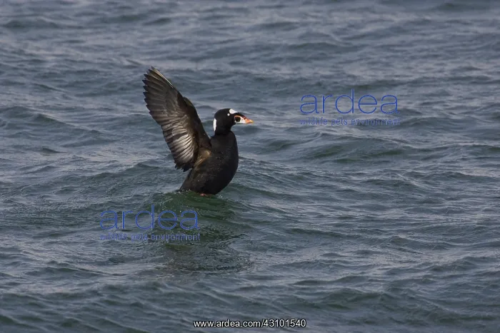 : Surf Scoter : Surf Scoter