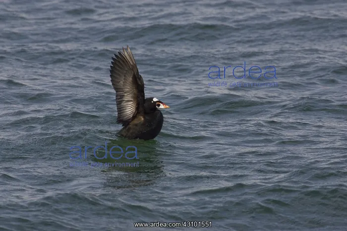  : Surf Scoter