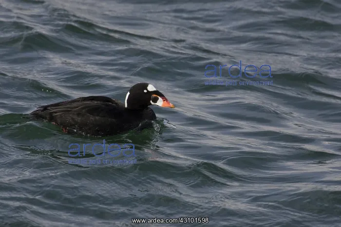 : Surf Scoter : Surf Scoter