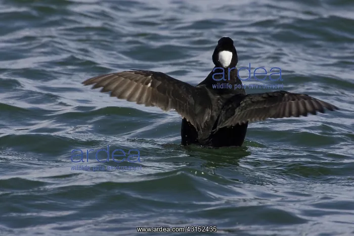 : Surf Scoter : Surf Scoter