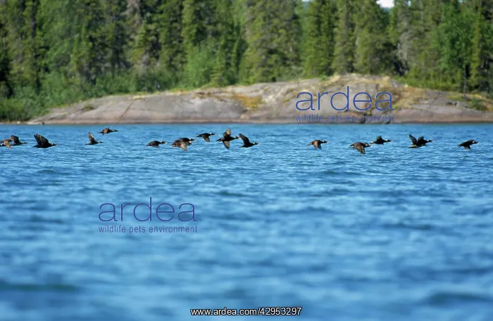 : Surf Scoter Duck : Surf Scoter Duck