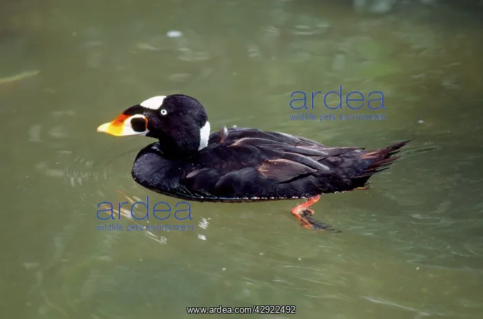  : Surf Scoter Duck - male