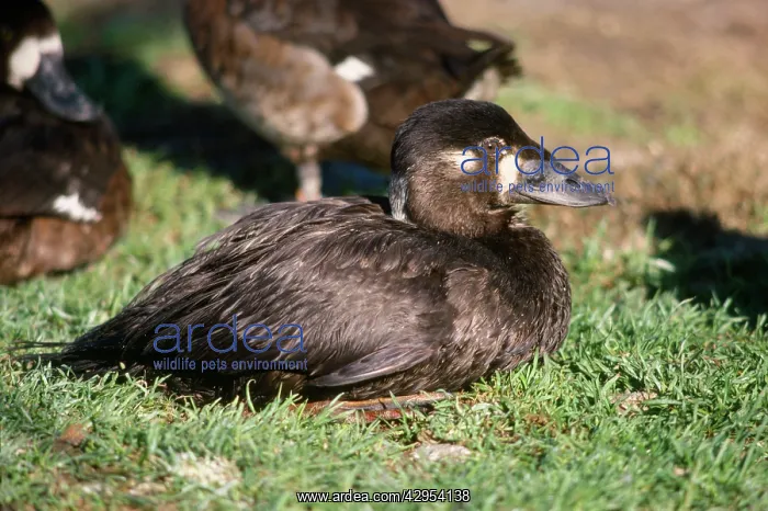 : Surf Scoter Duck - male : Surf Scoter Duck - male