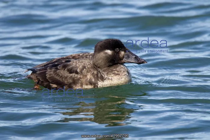 : Surf Scoter - female / hen : Surf Scoter - female / hen