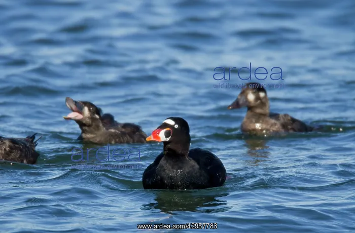 : Surf Scoter - male / drake : Surf Scoter - male / drake