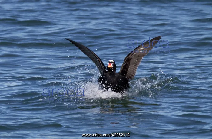 : Surf Scoter - male on water in winter : Surf Scoter - male on water in winter